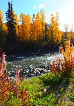 Autumn Orange by Laura Stahley